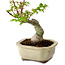 Acer palmatum Shishigashira, 15 cm, ± 10 years old, with a nebari of 2,5 cm
