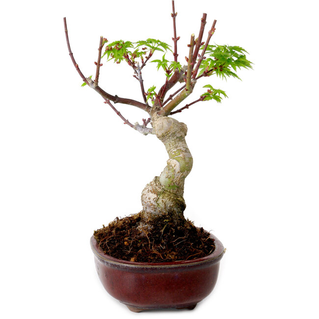 Acer palmatum Shishigashira, 15 cm, ± 10 anni, con nebari di 2,5 cm