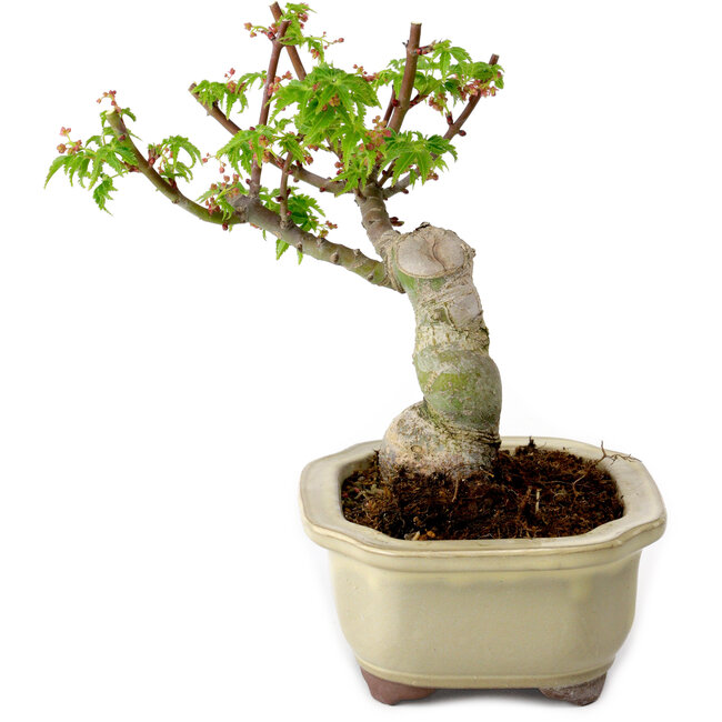 Acer palmatum Shishigashira, 15 cm, ± 10 Jahre alt, mit einem Wurzelhals von 2,5 cm