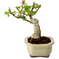 Acer palmatum Shishigashira, 15 cm, ± 10 Jahre alt, mit einem Wurzelhals von 2,5 cm
