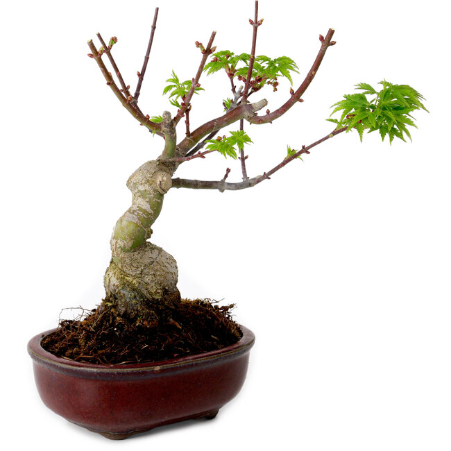Acer palmatum Shishigashira, 15 cm, ± 10 Jahre alt, mit einem Wurzelhals von 2,5 cm