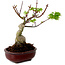 Acer palmatum Shishigashira, 15 cm, ± 10 Jahre alt, mit einem Wurzelhals von 2,5 cm