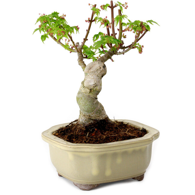Acer palmatum Shishigashira, 15 cm, ± 10 years old, with a nebari of 2,5 cm
