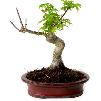 Acer palmatum Shishigashira, 15 cm, ± 10 years old