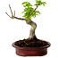Acer palmatum Shishigashira, 15 cm, ± 10 años de edad, con un nebari de 2,5 cm.