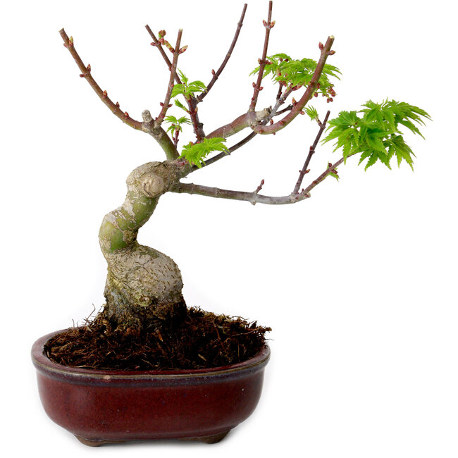 Acer palmatum Shishigashira, 15 cm, ± 10 años de edad, con un nebari de 2,5 cm.