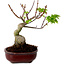 Acer palmatum Shishigashira, 15 cm, ± 10 anni, con nebari di 2,5 cm