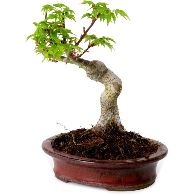 Acer palmatum Shishigashira, 15 cm, ± 10 years old, with a nebari of 2,5 cm