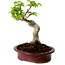 Acer palmatum Shishigashira, 15 cm, ± 10 ans, avec un nebari de 2,5 cm