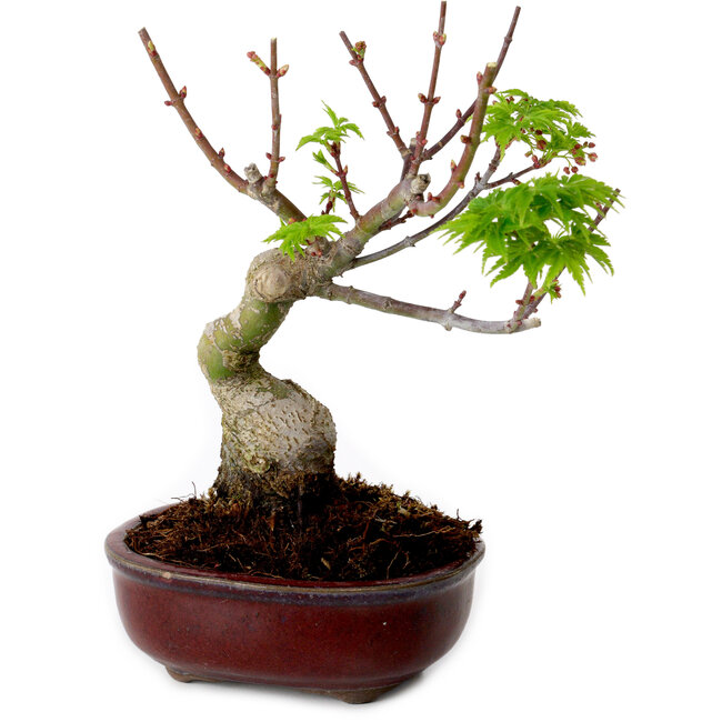 Acer palmatum Shishigashira, 15 cm, ± 10 años de edad, con un nebari de 2,5 cm.