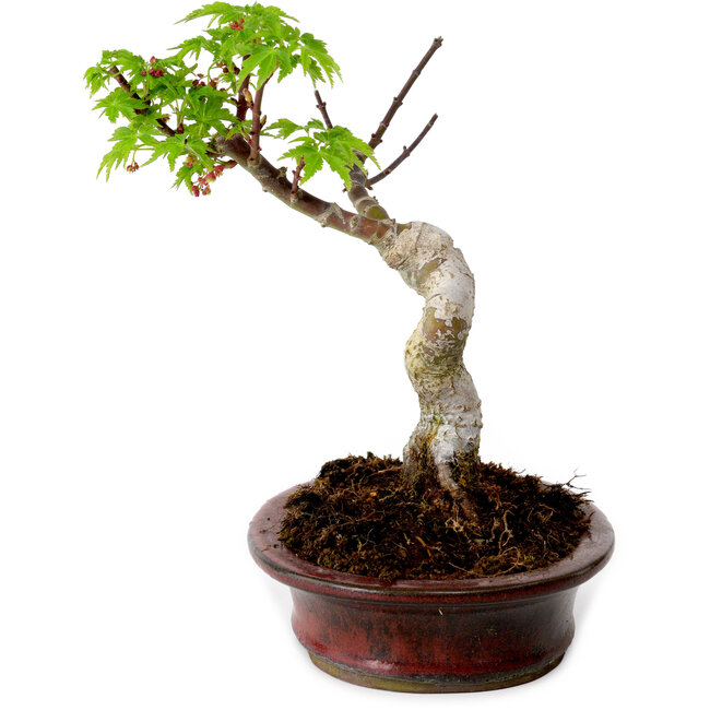Acer palmatum Shishigashira, 15 cm, ± 10 años de edad, con un nebari de 2,5 cm.