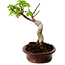 Acer palmatum Shishigashira, 15 cm, ± 10 years old, with a nebari of 2,5 cm