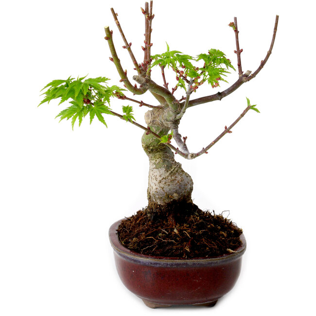 Acer palmatum Shishigashira, 15 cm, ± 10 jaar oud, met een nebari van 2,5 cm