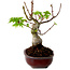 Acer palmatum Shishigashira, 15 cm, ± 10 Jahre alt, mit einem Wurzelhals von 2,5 cm