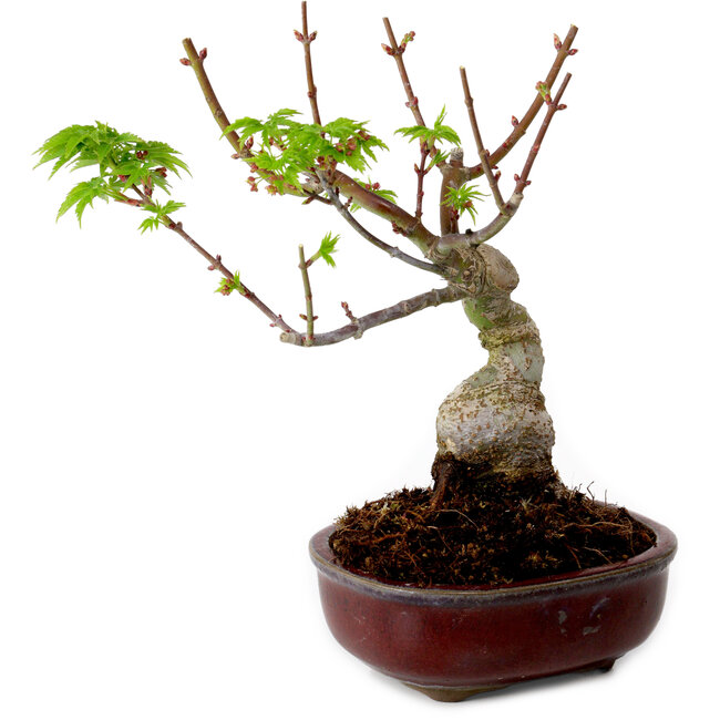 Acer palmatum Shishigashira, 15 cm, ± 10 años de edad, con un nebari de 2,5 cm.
