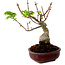 Acer palmatum Shishigashira, 15 cm, ± 10 anni, con nebari di 2,5 cm