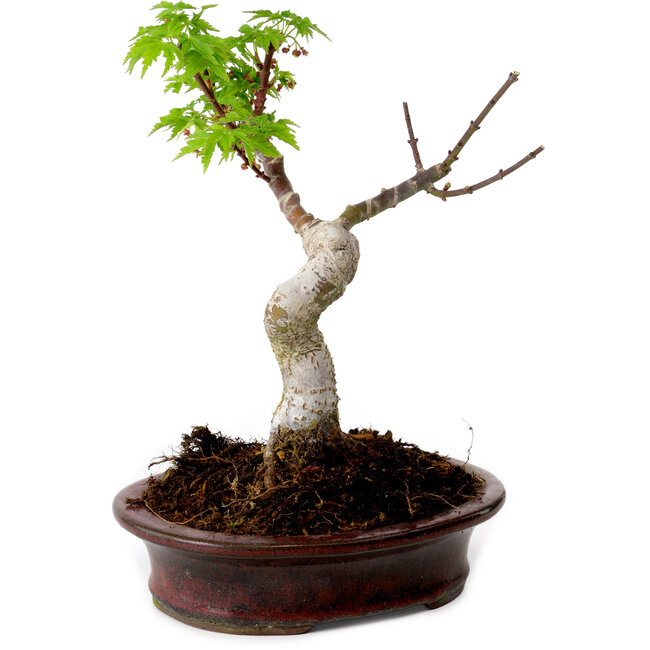 Acer palmatum Shishigashira, 15 cm, ± 10 años de edad, con un nebari de 2,5 cm.