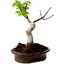 Acer palmatum Shishigashira, 15 cm, ± 10 Jahre alt, mit einem Wurzelhals von 2,5 cm