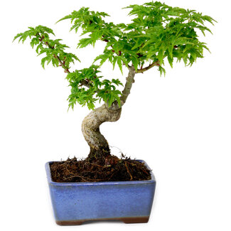 Acer palmatum Shishigashira, 15 cm, ± 10 Jahre alt