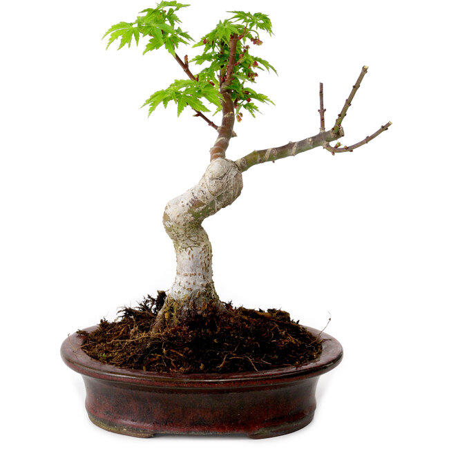Acer palmatum Shishigashira, 15 cm, ± 10 Jahre alt, mit einem Wurzelhals von 2,5 cm