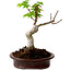 Acer palmatum Shishigashira, 15 cm, ± 10 ans, avec un nebari de 2,5 cm