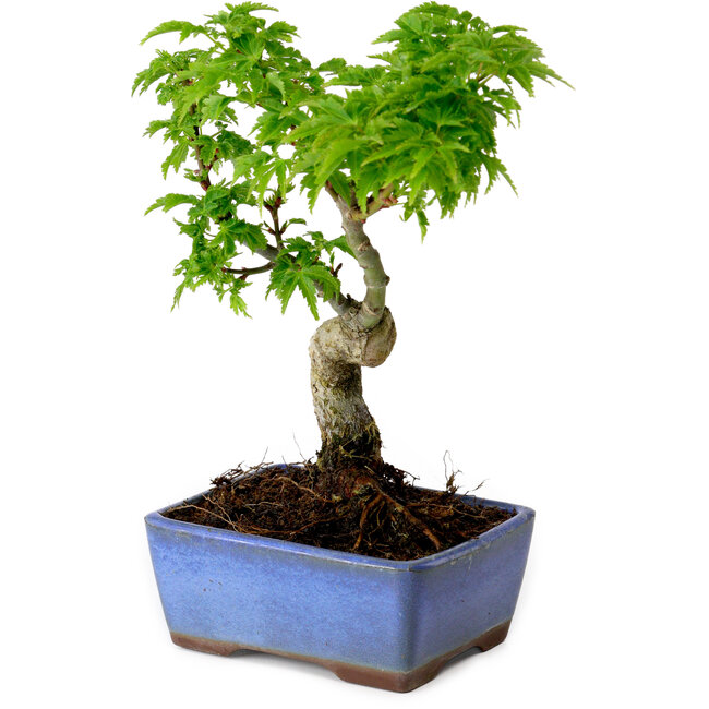 Acer palmatum Shishigashira, 15 cm, ± 10 anni, con nebari di 2,5 cm