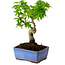 Acer palmatum Shishigashira, 15 cm, ± 10 jaar oud, met een nebari van 2,5 cm