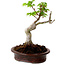 Acer palmatum Shishigashira, 15 cm, ± 10 ans, avec un nebari de 2,5 cm