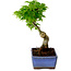 Acer palmatum Shishigashira, 15 cm, ± 10 años de edad, con un nebari de 2,5 cm.