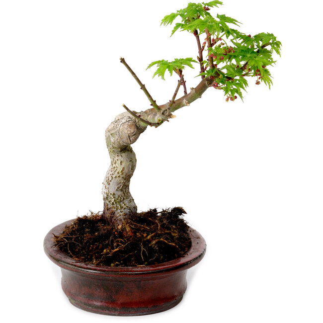 Acer palmatum Shishigashira, 15 cm, ± 10 Jahre alt, mit einem Wurzelhals von 2,5 cm