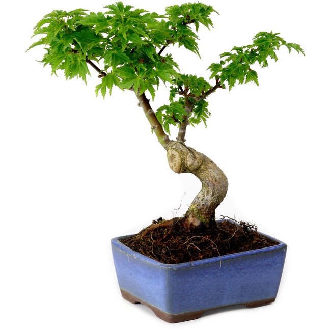 Acer palmatum Shishigashira, 15 cm, ± 10 years old, with a nebari of 2,5 cm