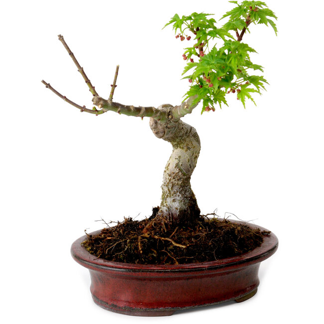Acer palmatum Shishigashira, 15 cm, ± 10 Jahre alt, mit einem Wurzelhals von 2,5 cm