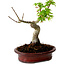 Acer palmatum Shishigashira, 15 cm, ± 10 ans, avec un nebari de 2,5 cm