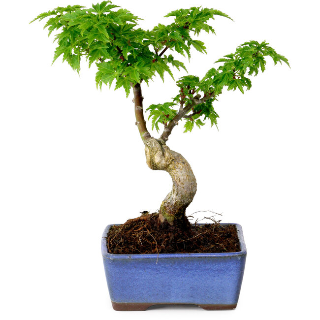 Acer palmatum Shishigashira, 15 cm, ± 10 Jahre alt, mit einem Wurzelhals von 2,5 cm