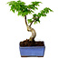 Acer palmatum Shishigashira, 15 cm, ± 10 years old, with a nebari of 2,5 cm