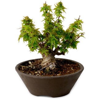 Acero palmatum Kotohime, 13 cm, ± 15 anni
