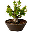 Acer palmatum Kotohime, 13 cm, ± 15 years old, with a nebari of 5 cm