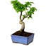 Acer palmatum Shishigashira, 15 cm, ± 10 ans, avec un nebari de 2,5 cm