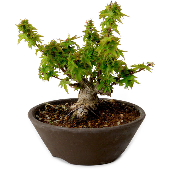 Acer palmatum Kotohime, 13 cm, ± 15 Jahre alt, mit einem Wurzelhals von 5 cm