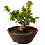 Acer palmatum Kotohime, 13 cm, ± 15 años, con un nebari de 5 cm