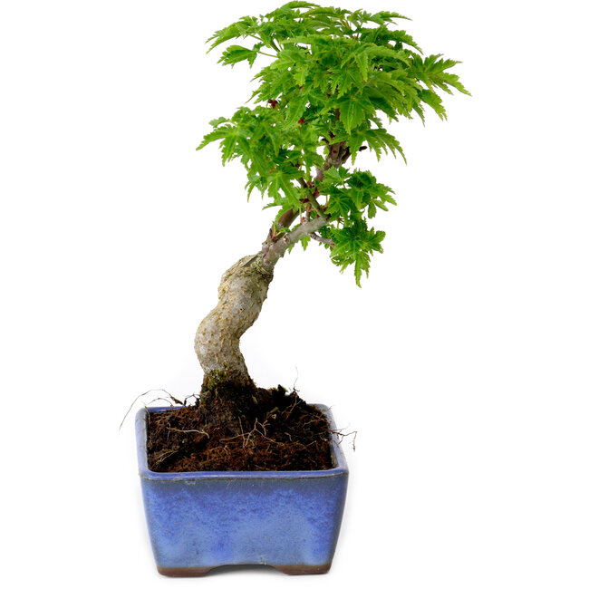 Acer palmatum Shishigashira, 15 cm, ± 10 años de edad, con un nebari de 2,5 cm.