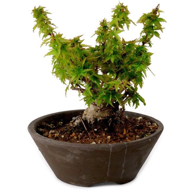 Acer palmatum Kotohime, 13 cm, ± 15 Jahre alt, mit einem Wurzelhals von 5 cm
