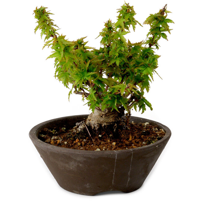 Acer palmatum Kotohime, 13 cm, ± 15 years old, with a nebari of 5 cm