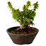 Acer palmatum Kotohime, 13 cm, ± 15 years old, with a nebari of 5 cm