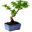 Acer palmatum Shishigashira, 15 cm, ± 10 años de edad, con un nebari de 2,5 cm.