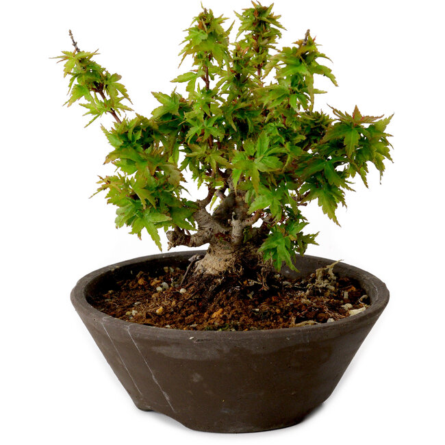 Acer palmatum Kotohime, 13 cm, ± 15 años, con un nebari de 5 cm