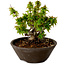 Acer palmatum Kotohime, 13 cm, ± 15 anni, con nebari di 5 cm