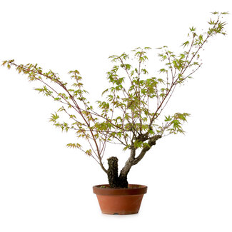 Acer palmatum Arakawa, 54 cm, ± 20 anni