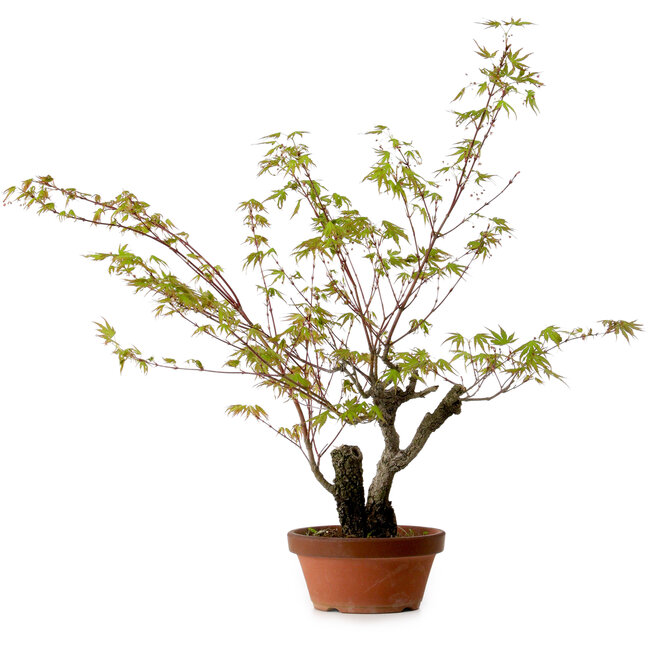 Acer palmatum Arakawa, 54 cm, ca. 20 Jahre alt, mit einem Wurzelhals von 7 cm