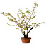 Acer palmatum Arakawa, 54 cm, ± 20 years old, with a nebari of 7 cm
